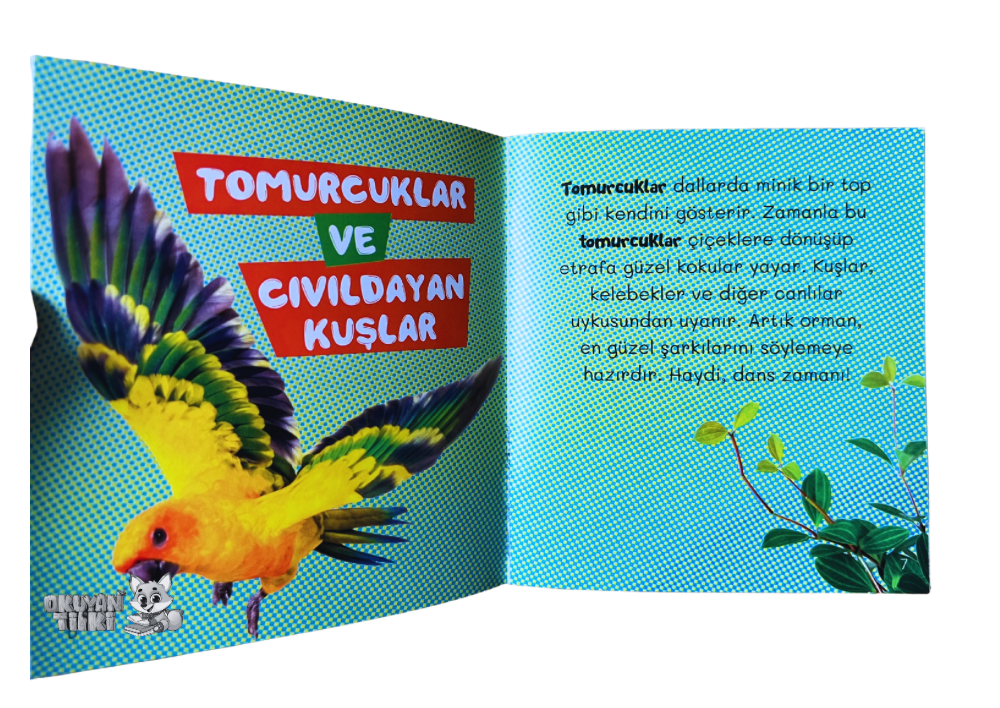 Ormanın Yaşam Döngüsü (3+ Yaş)