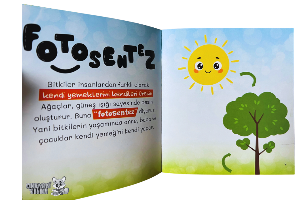 Ormanın Yaşam Döngüsü (3+ Yaş)