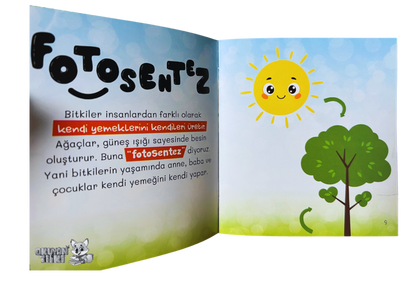 Ormanın Yaşam Döngüsü (3+ Yaş)